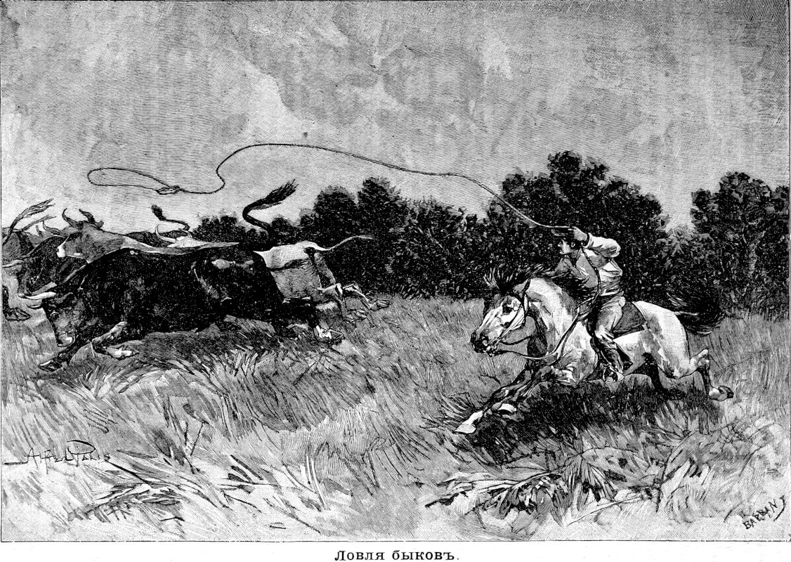 557 Ловля быков